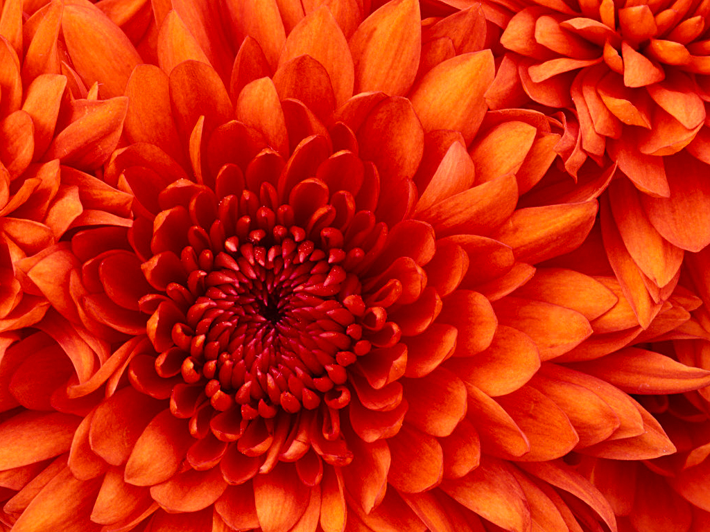 المرفق Chrysanthemum.jpg
